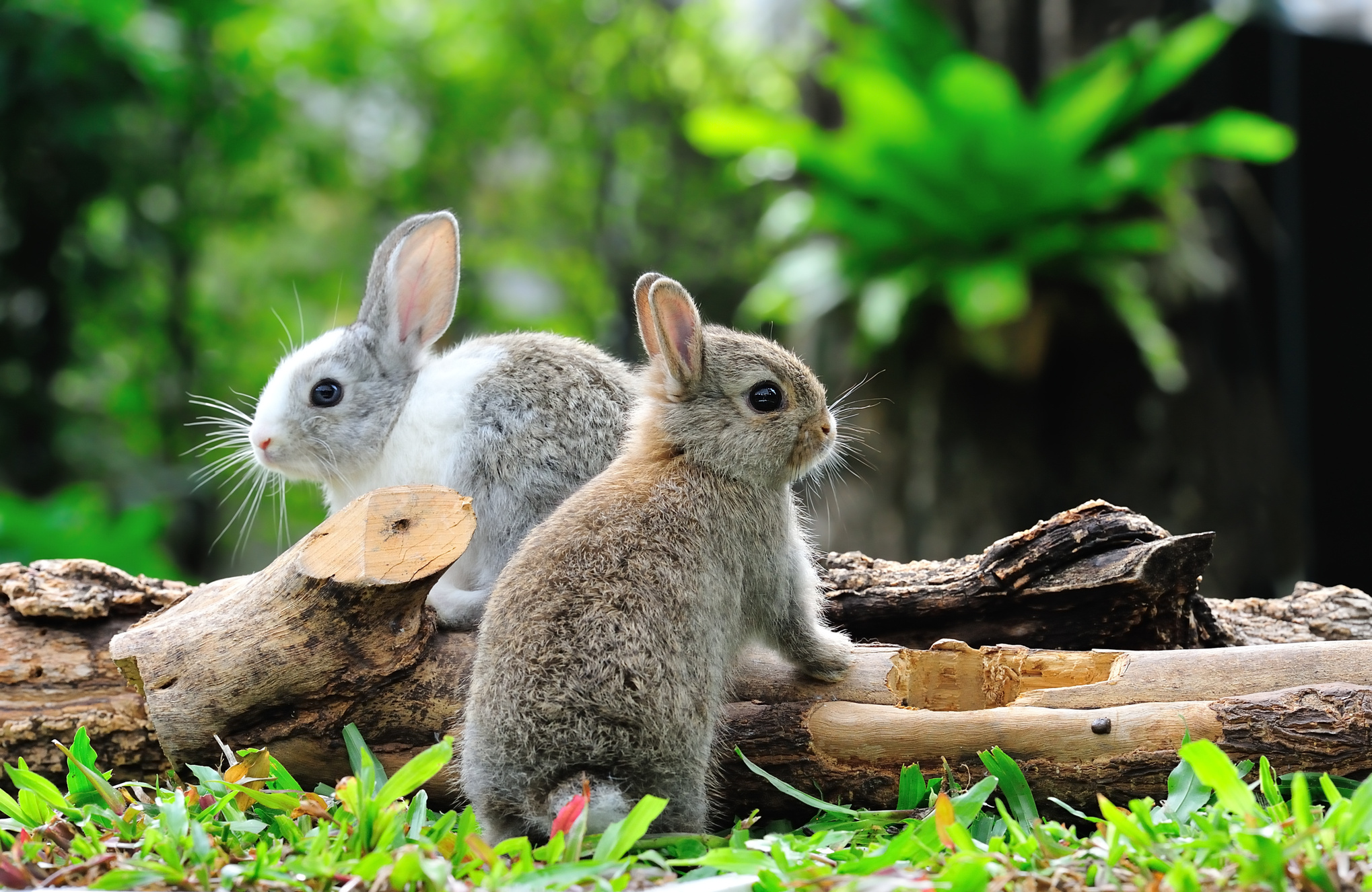 rabbit