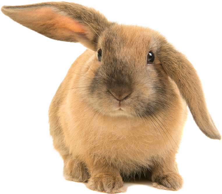 Brown Rabbit Sitting Portrait Cutout