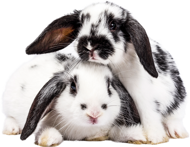 Black and White Rabbits Cutout on transparent Background