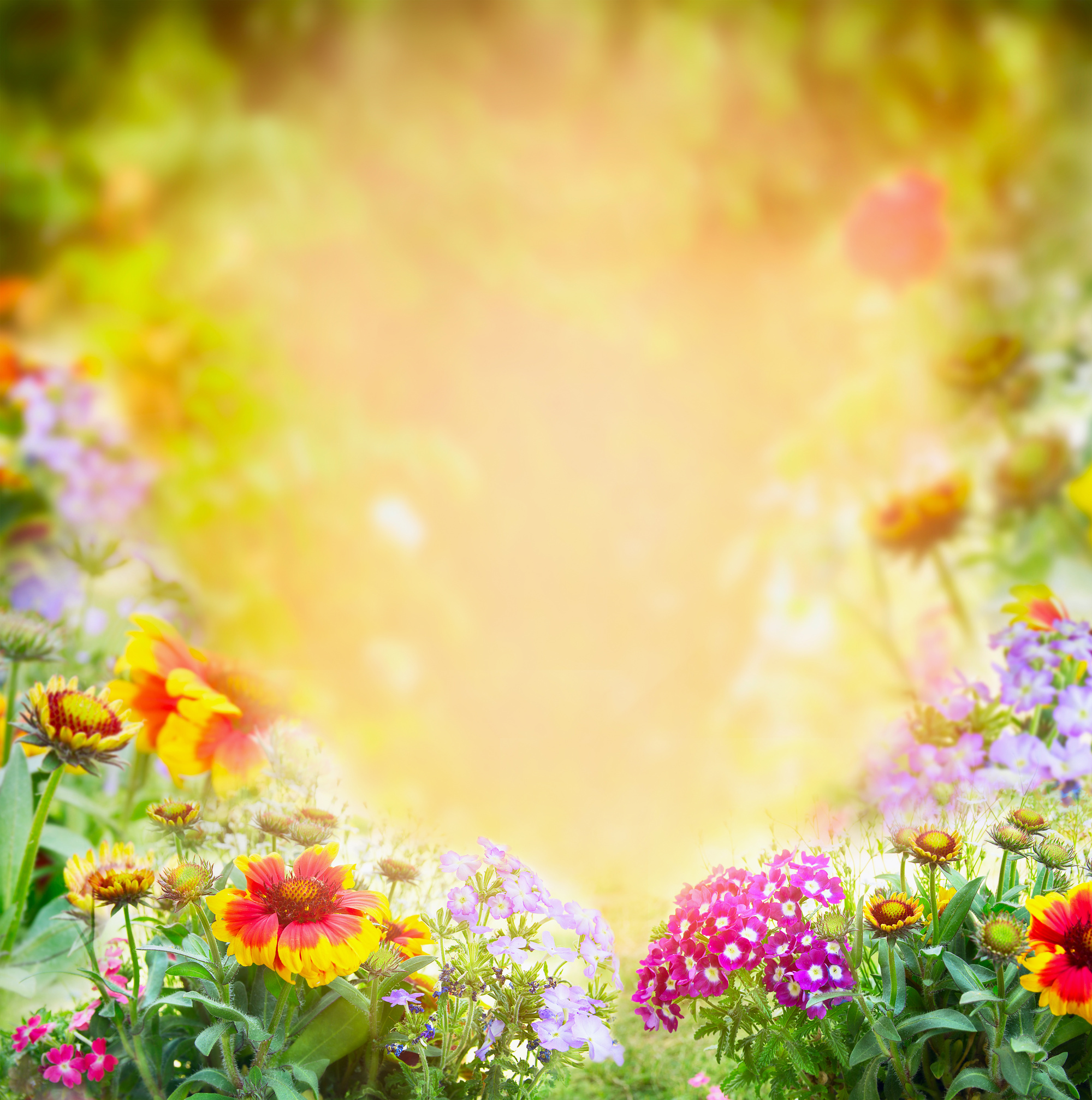 Flowers sunny garden background