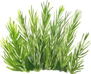 Watercolor Seaweed Grass